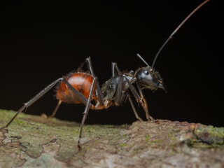 Carpenter Ant